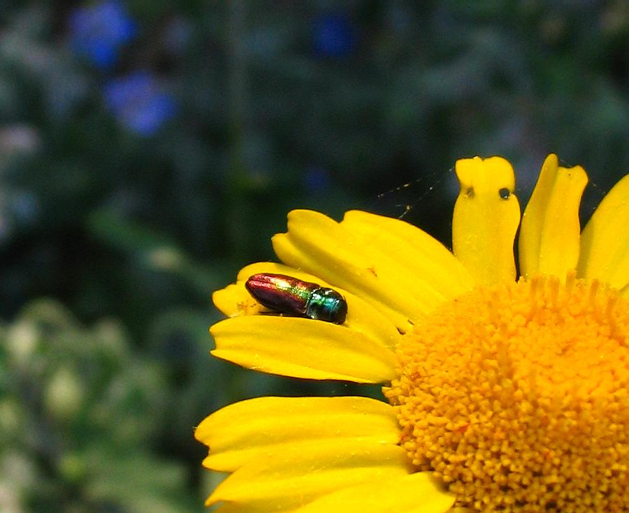 Carrellata di Anthaxia, Agrilus e Acmaeoderella